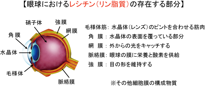 眼球におけるレシチン(リン脂質)の存在する部分