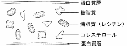レシチンと細胞膜