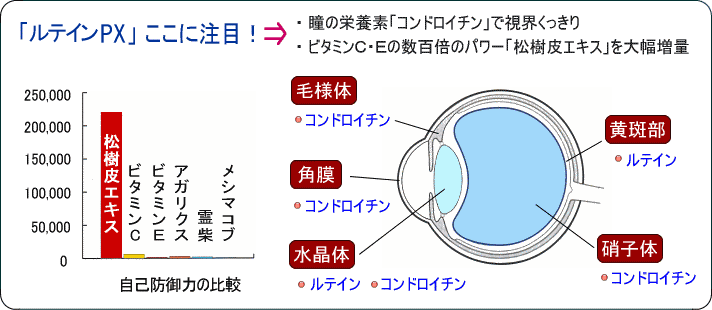���e�C�������ɒ���
