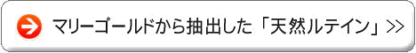 ���e�C���V���[�Y