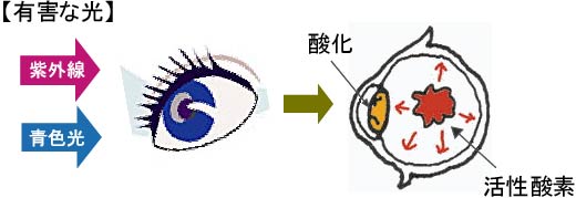�ڂƊ����_�f