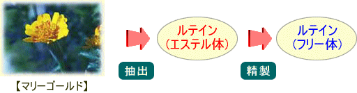 ���e�C���̐���