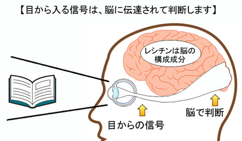 ルテインと大豆レシチンと脳