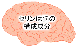 バコパモニエラ、P−セリン(フォスファチアジルセリン