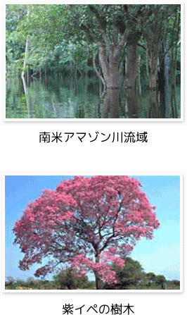 紫イペの樹木