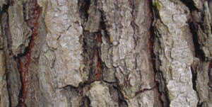 内部を守る強固な樹皮