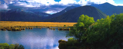 ニュージーランドで自生する”ラジアータ松”