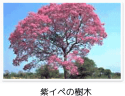 紫イペの樹木